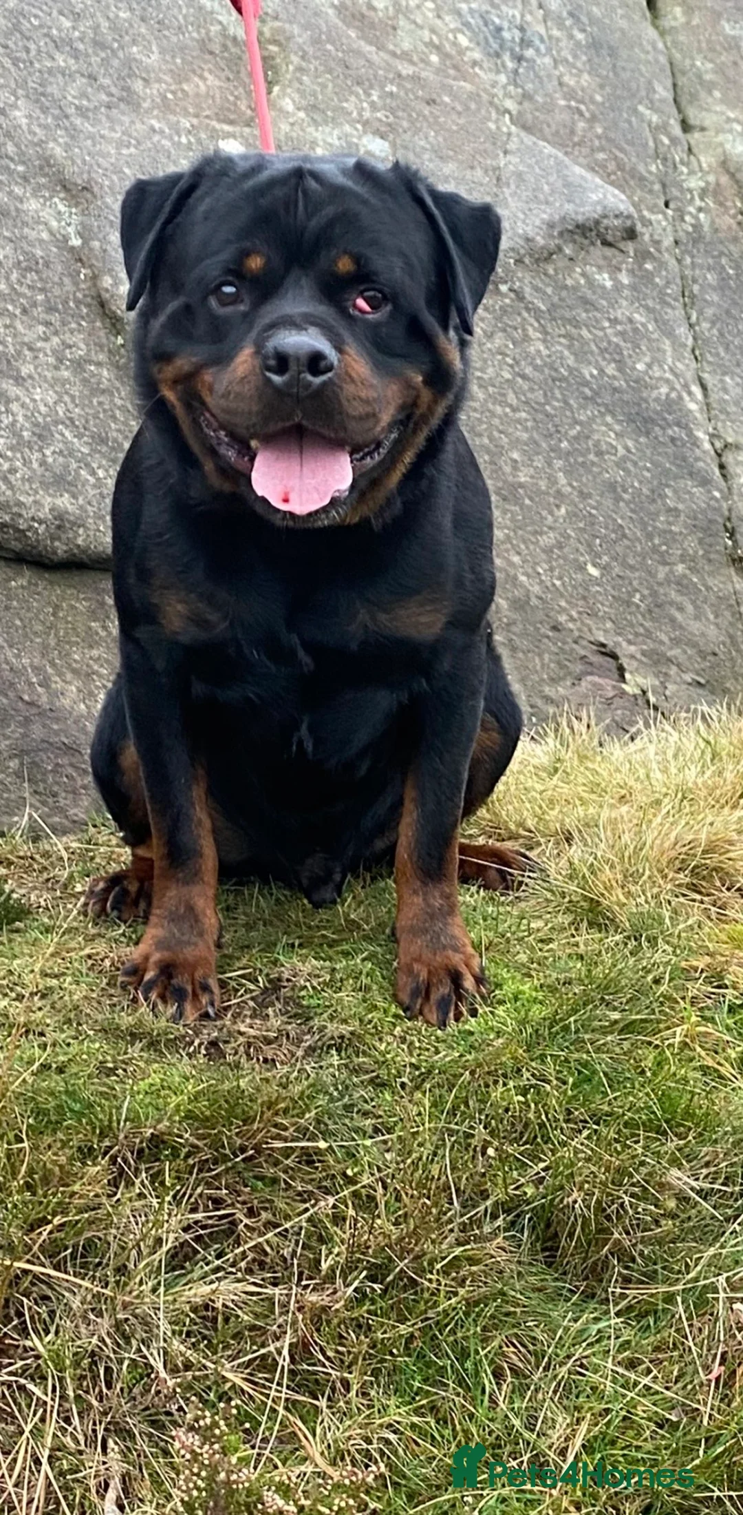 Rottweiler dogs for stud: Stunning male Rottweiler for stud  - Advert 9