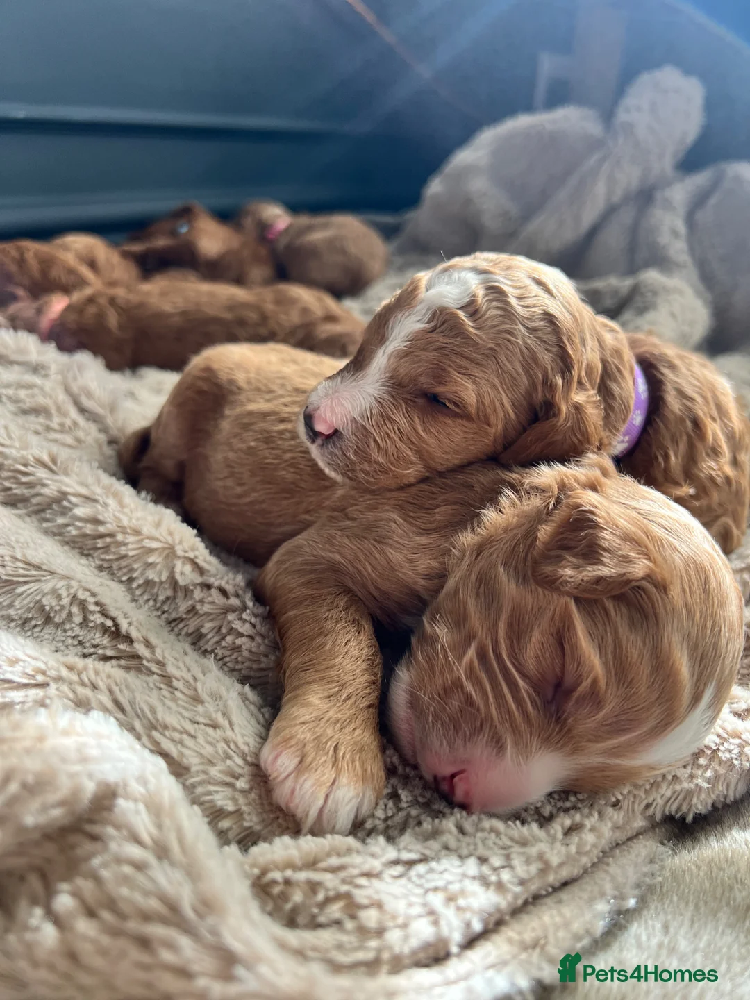 Mixed Breed dogs for sale: Exceptional Double Doodles for loving homes 🐾 - Advert 1