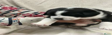 Mixed Breed Puppy 2