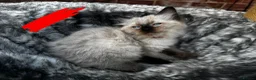 Ragdoll cats for sale: Pure breed ragdoll kittens READY NOW  - Advert 23