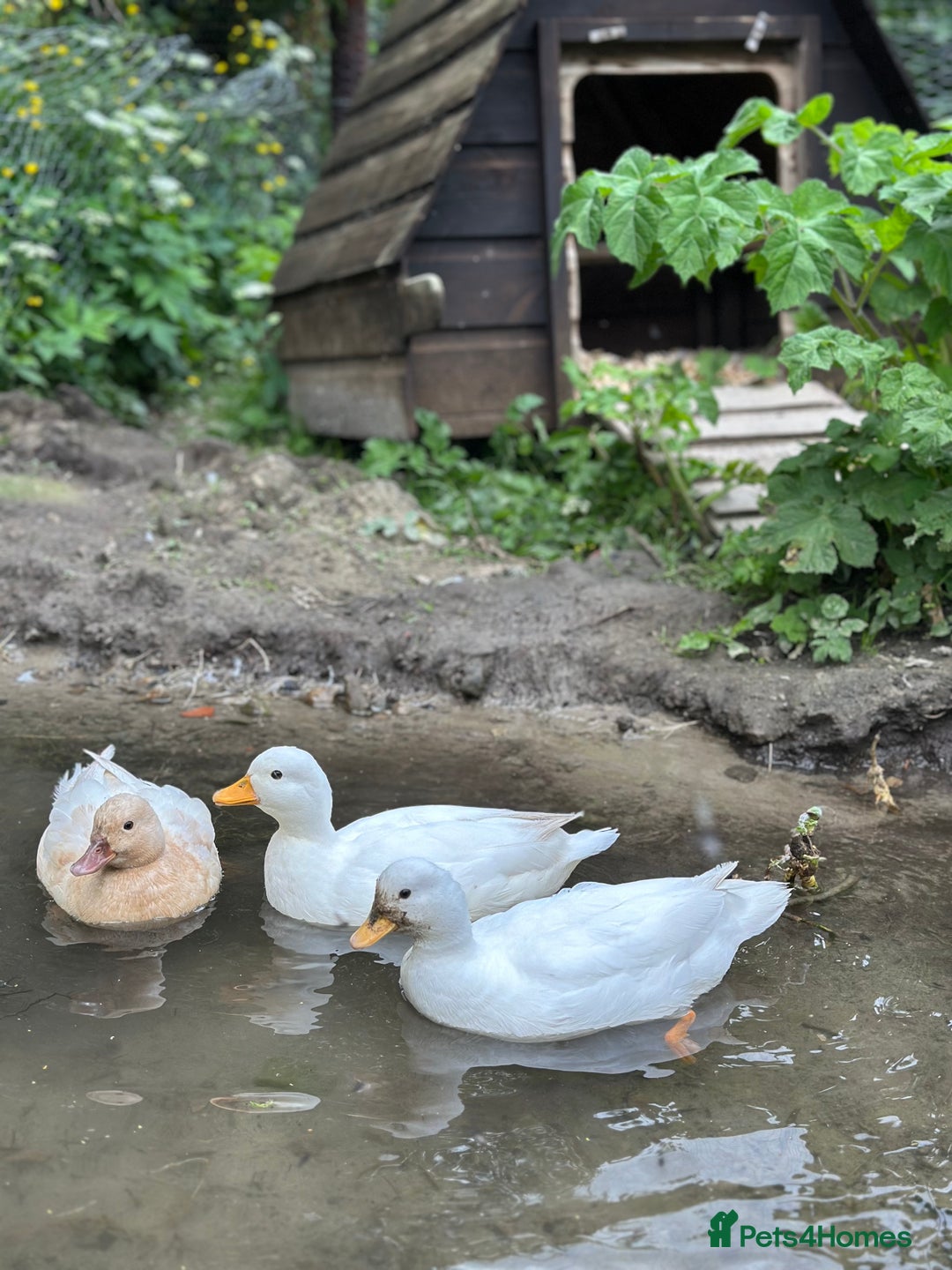 Ducks poultry for sale: Call ducks & manderin - Advert 2