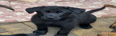 German Shepherd 