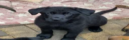 German Shepherd dogs for sale: Male Black German Shepherd Puppy - Advert 1