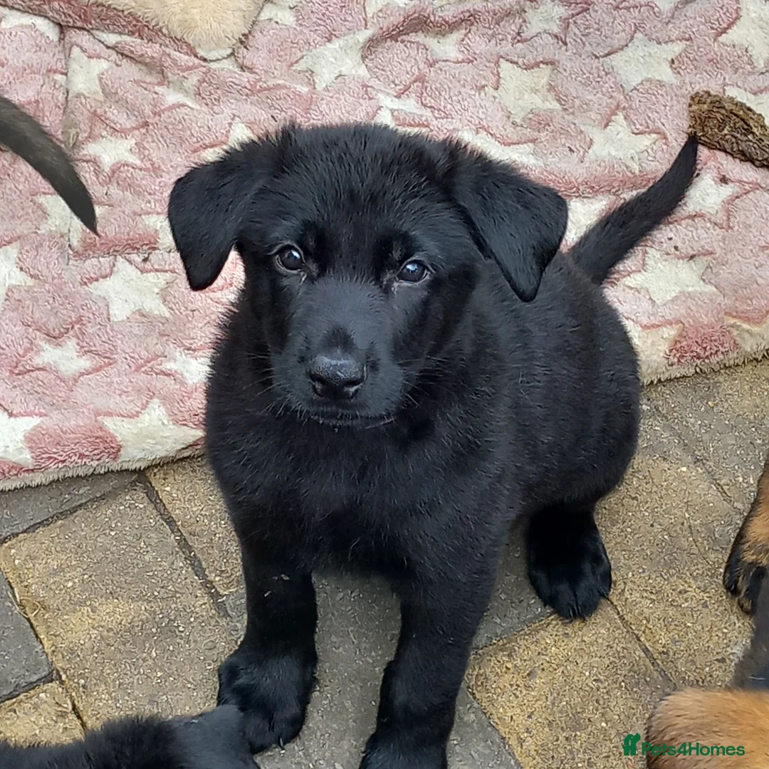 German Shepherd dogs for sale: Male Black German Shepherd Puppy - Advert 1