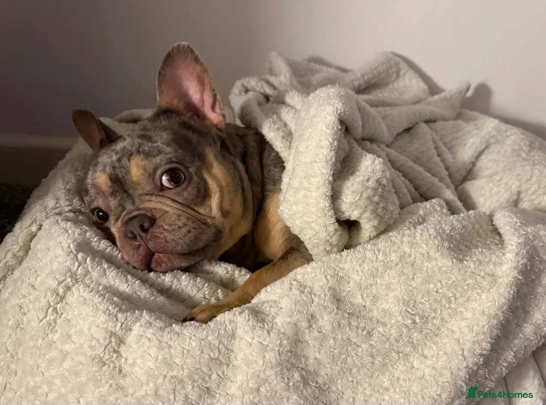 French Bulldog dogs for sale: French bulldog  - Advert 2