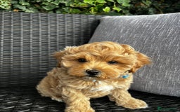 Maltipoo dogs for sale: Gorgeous apricot maltipoo - Image 24