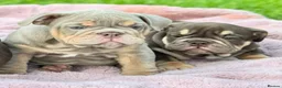 English Bulldog dogs for sale: Stunning English bulldog puppies  - Advert 4