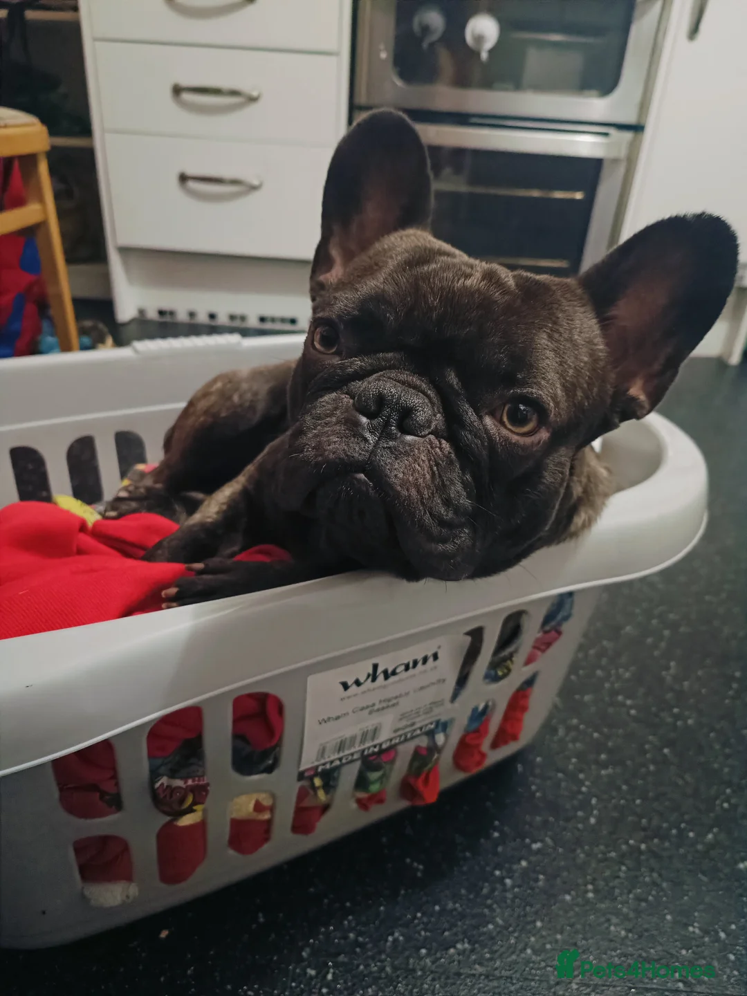 French Bulldog dogs for sale: French Bulldogs Need a Knowledgeable Home - Advert 2