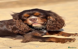 Cavalier King Charles Spaniel dogs for stud: THE BEST Looking CHOCOLATE🍫🐶 CAVALIER STUD - Image 14