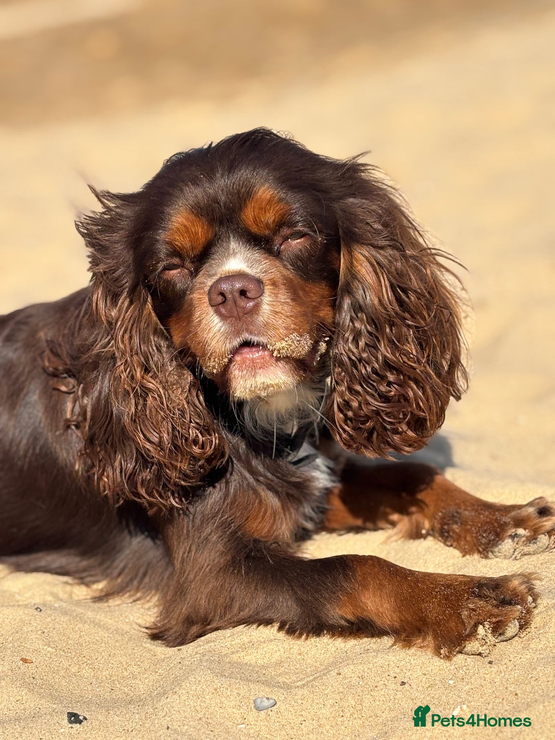 Cavalier King Charles Spaniel dogs for stud: THE BEST Looking CHOCOLATE🍫🐶 CAVALIER STUD - Image 14