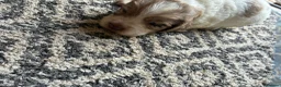 Cocker Spaniel dogs for sale: Beautiful Cocker spaniel puppies for sale  in Mansfield - Advert 8