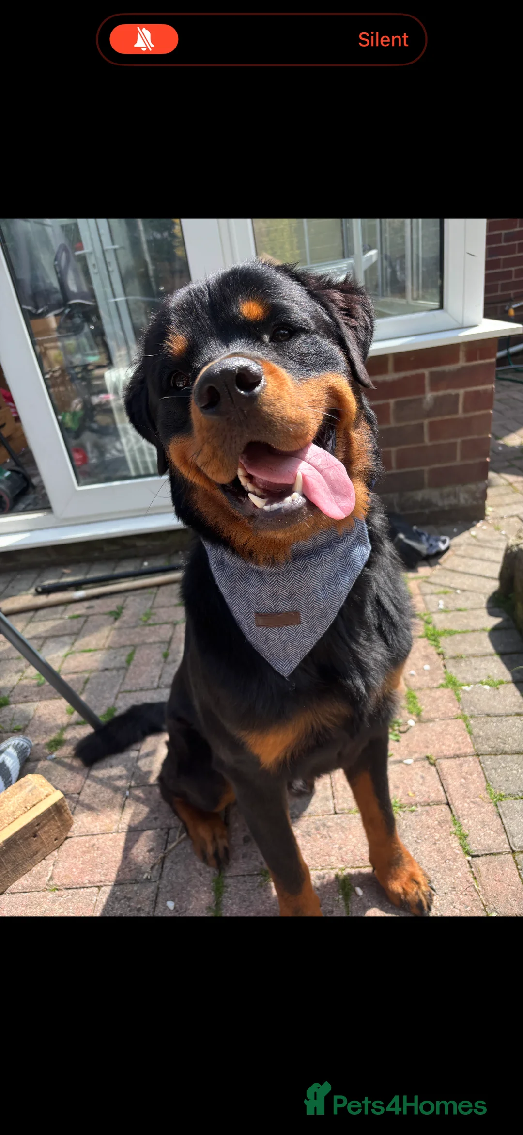 Rottweiler dogs for sale: Rottweiler Boy - Needs Good Home - Advert 2