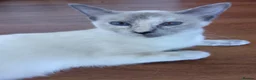 Ragamese cats for sale: Beautiful Blue Tortie Ragamese Female. - Advert 3