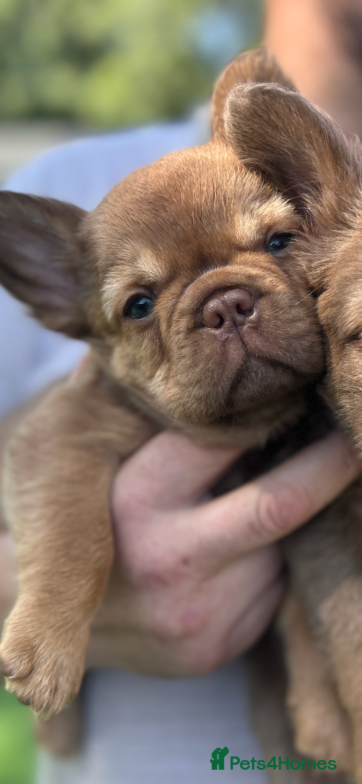 French Bulldog dogs Fluffy Frenchies 1 girl left - Advert 2