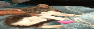 Mixed Breed 3