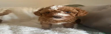 Cavapoo 1