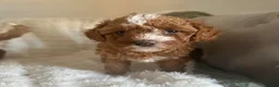 Cavapoo dogs for sale: Stunning  health tested Cavapoo puppies  - Advert 14