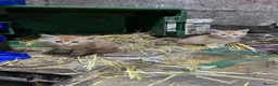 Mixed Breed cats for sale: Beautiful farm kittens  - Advert 3