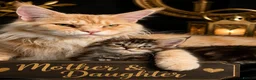 Maine Coon cats for sale: MAINE COON Kitten's redy for reservation. - Advert 1