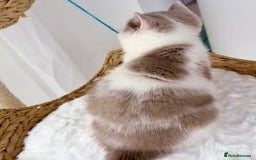 British Shorthair cats for sale: GCCF British Short Hair Kittens, Stunning Colors  - Image 10