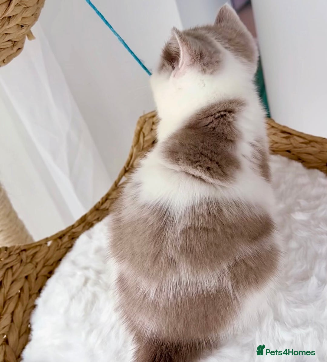 British Shorthair cats for sale: GCCF British Short Hair Kittens, Stunning Colors  - Image 10