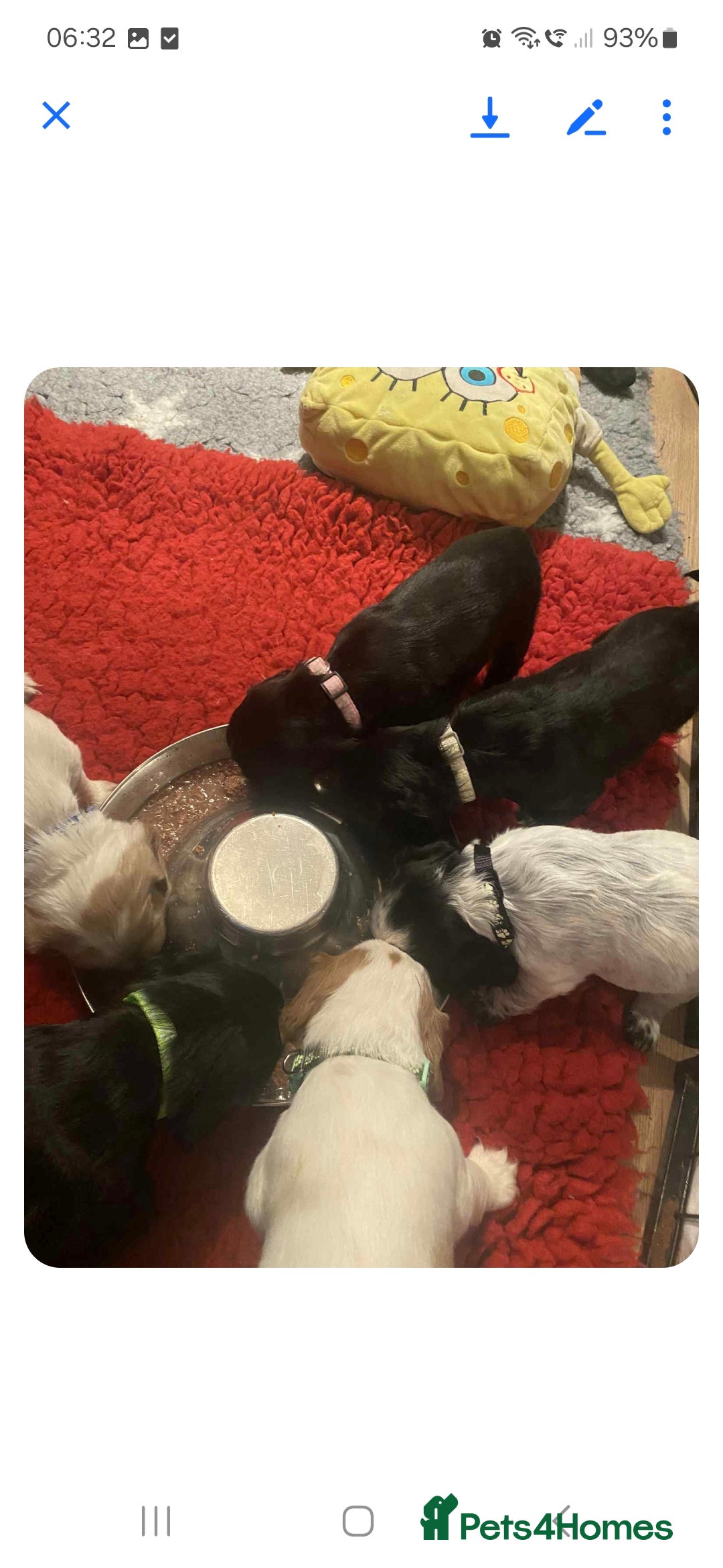 Cocker Spaniel dogs for sale: 6 cocker-spaniel pups  - Image 2