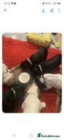 Cocker Spaniel dogs - Advert 4