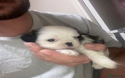 Mixed Breed dogs for sale: Female Border Terrier X ShitZu  - Image 12