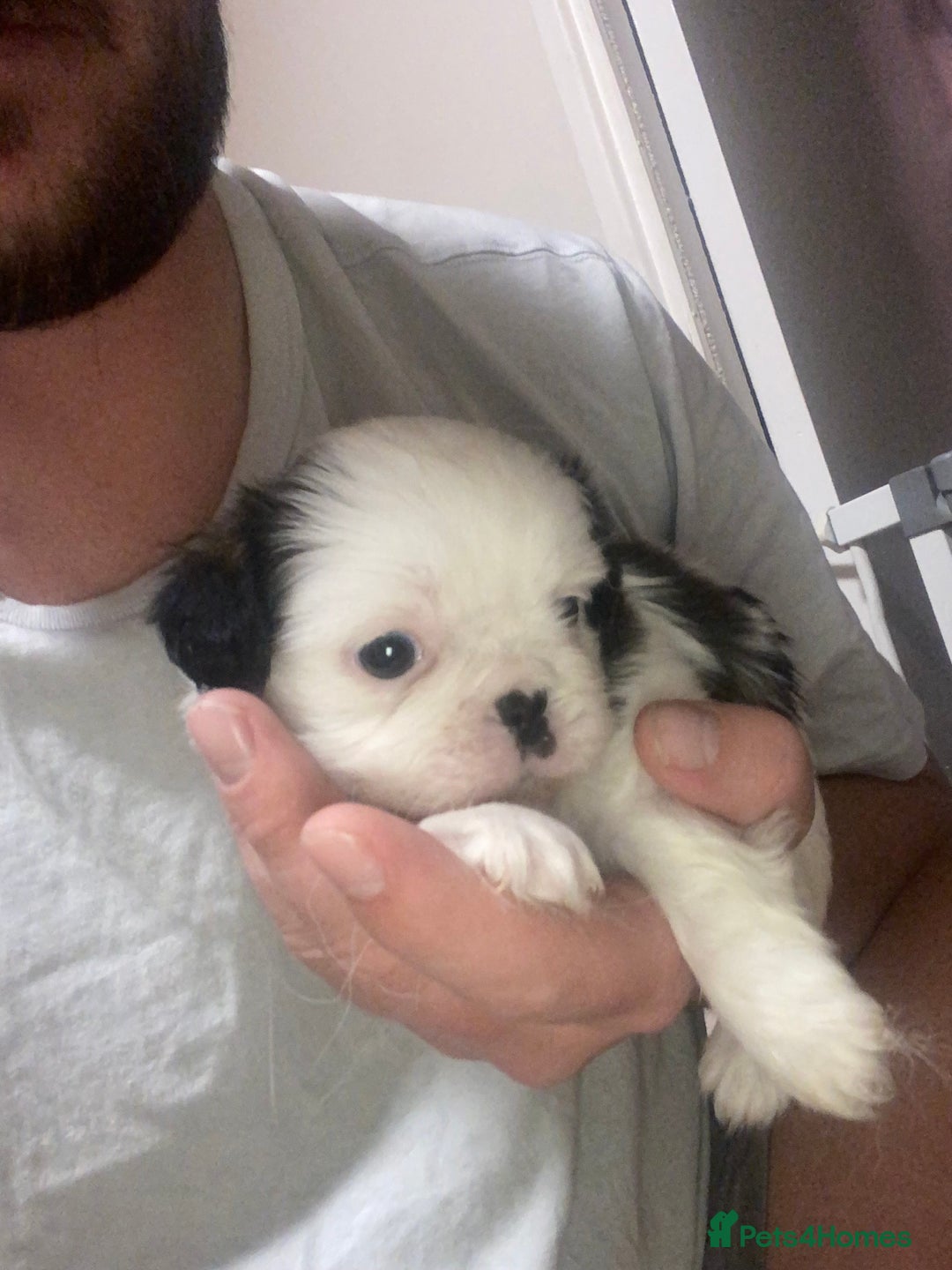 Mixed Breed dogs for sale: Female Border Terrier X ShitZu  - Image 12