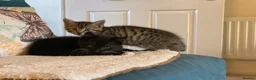 Mixed Breed cats for sale: Three Beautiful Kittens. READY TO GO!  - Advert 12