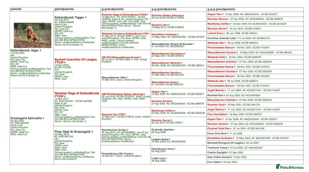 Cocker Spaniel dogs for stud: Chocolate cocker stud - Advert 5