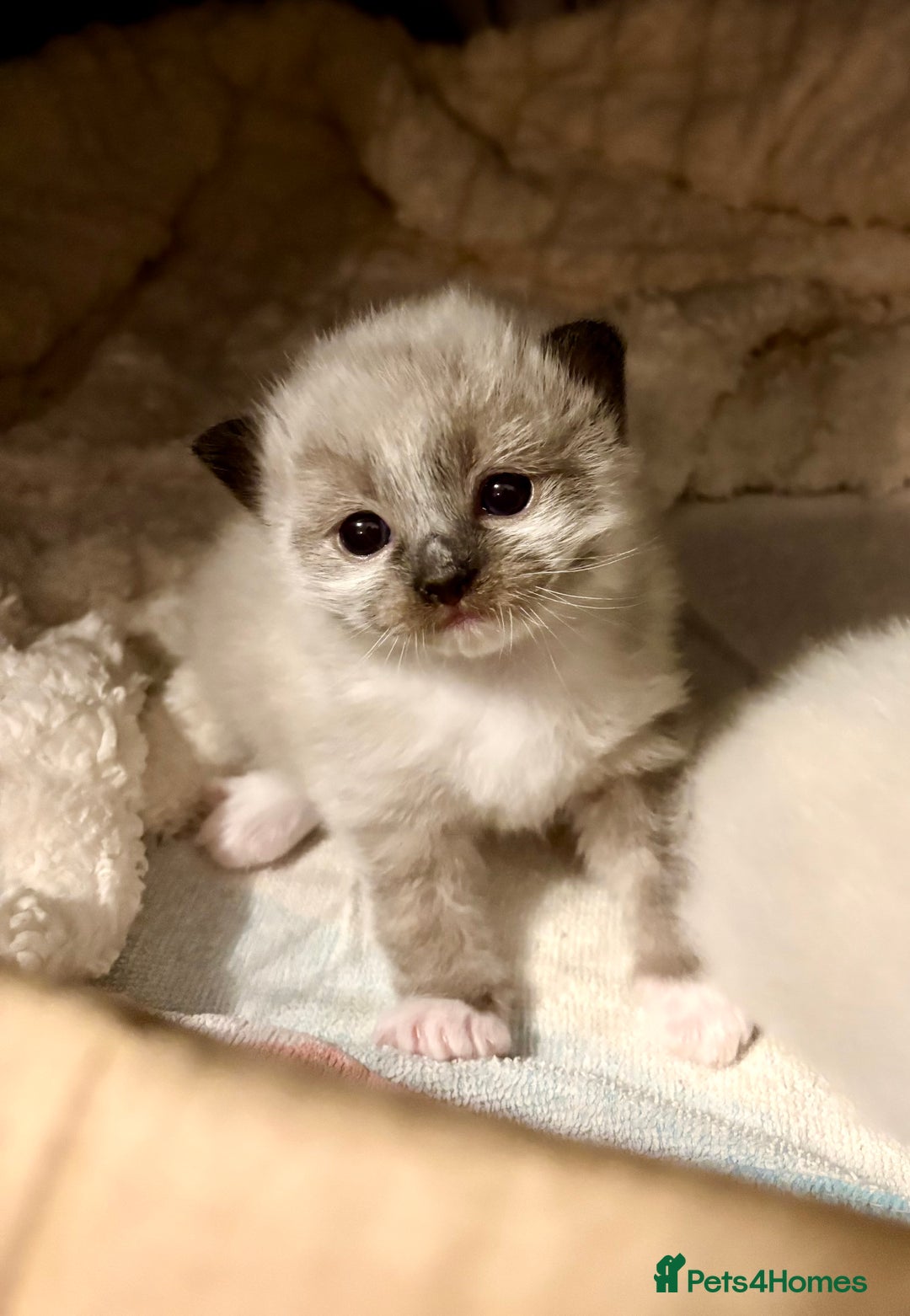 Ragdoll cats for sale: Beautiful Ragdoll kittens - Image 10