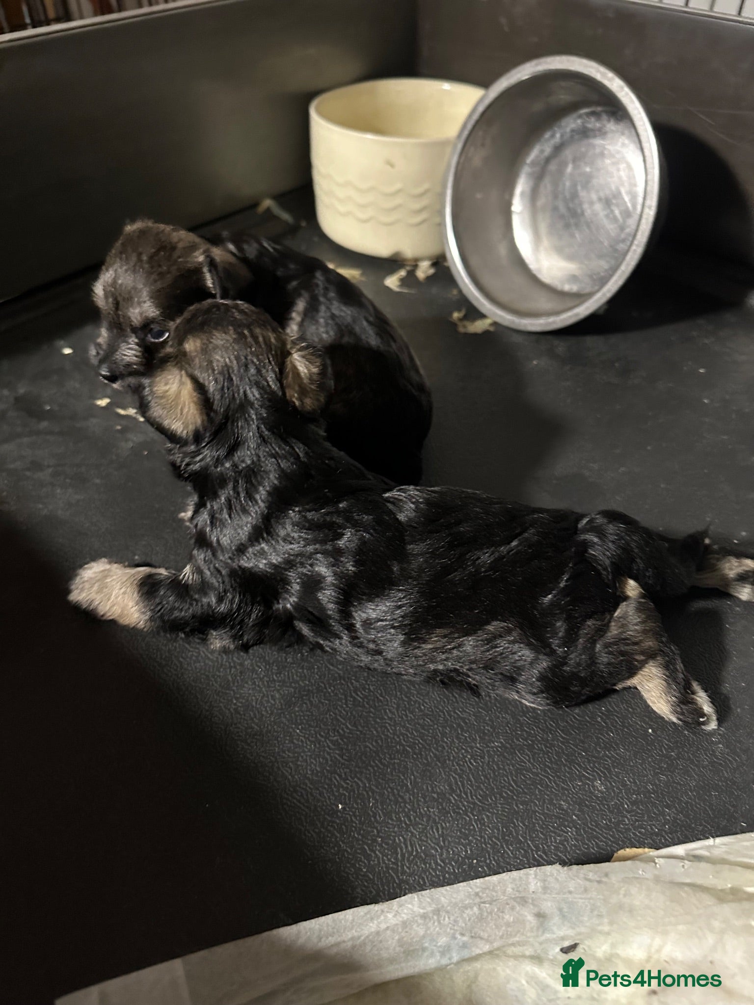 Schnoodle dogs Miniature Schnoodle puppies - Advert 2