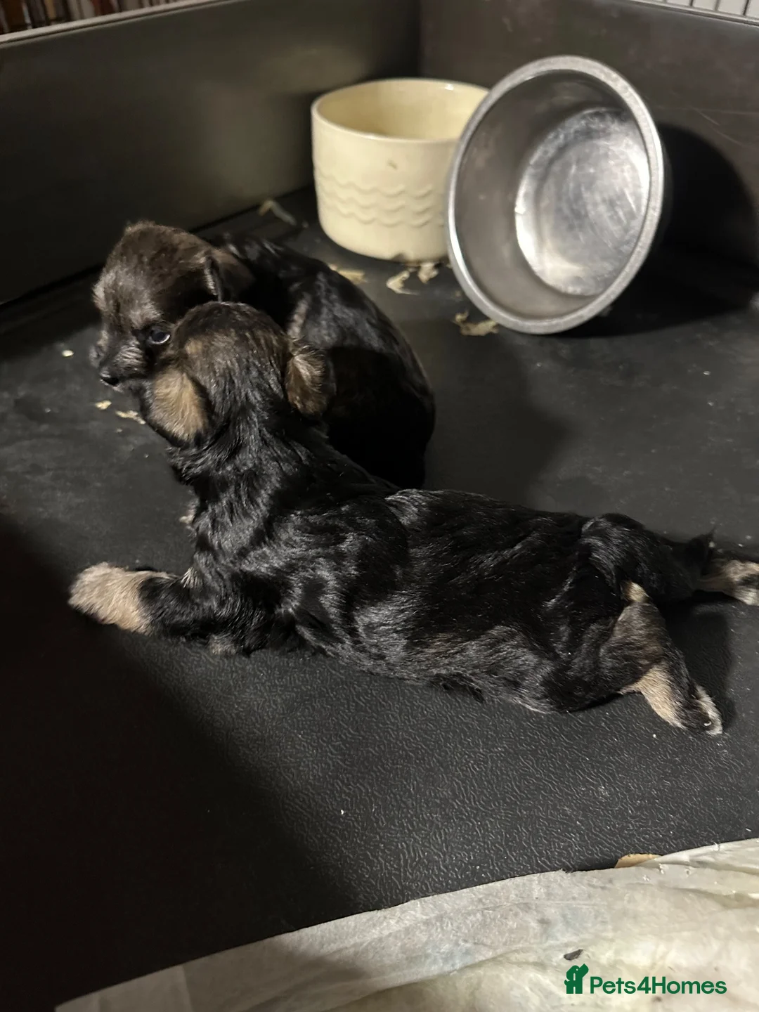 Schnoodle dogs for sale: Miniature Schnoodle puppies - Advert 2