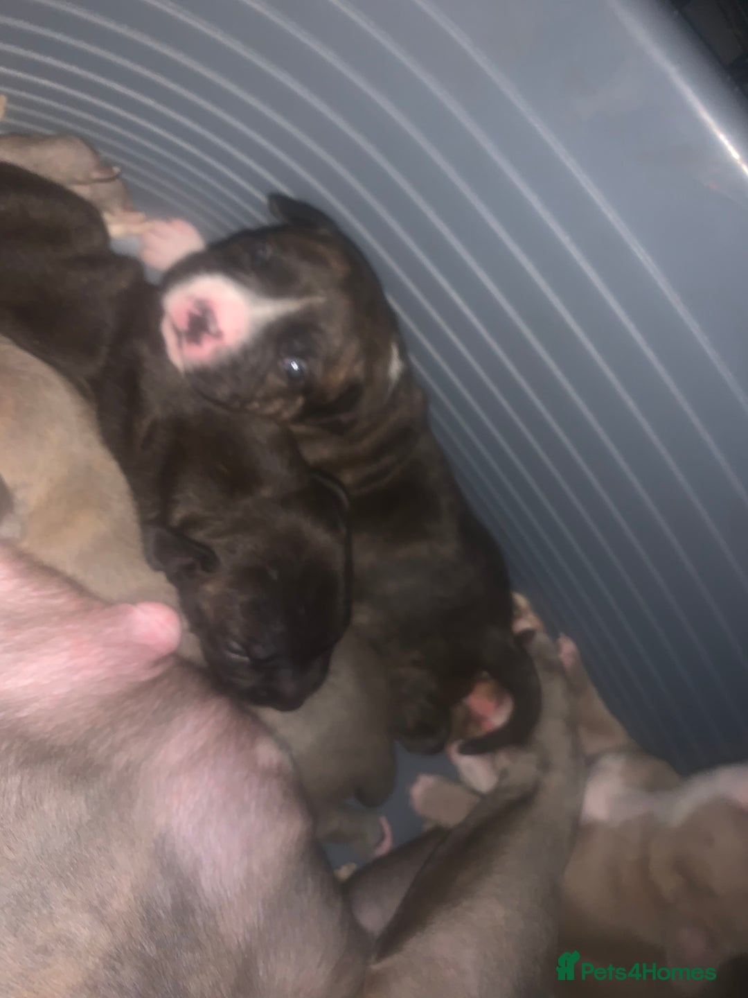 Mixed Breed dogs for sale: Staffies X pocket bully’s  - Image 13
