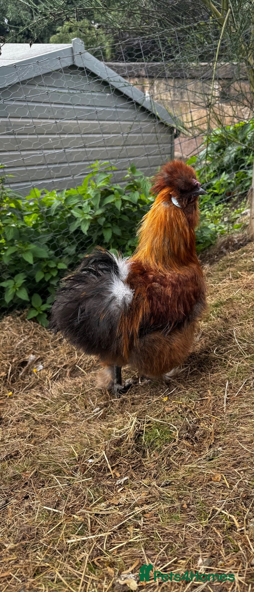 Chickens poultry silkie roosters - Advert 20
