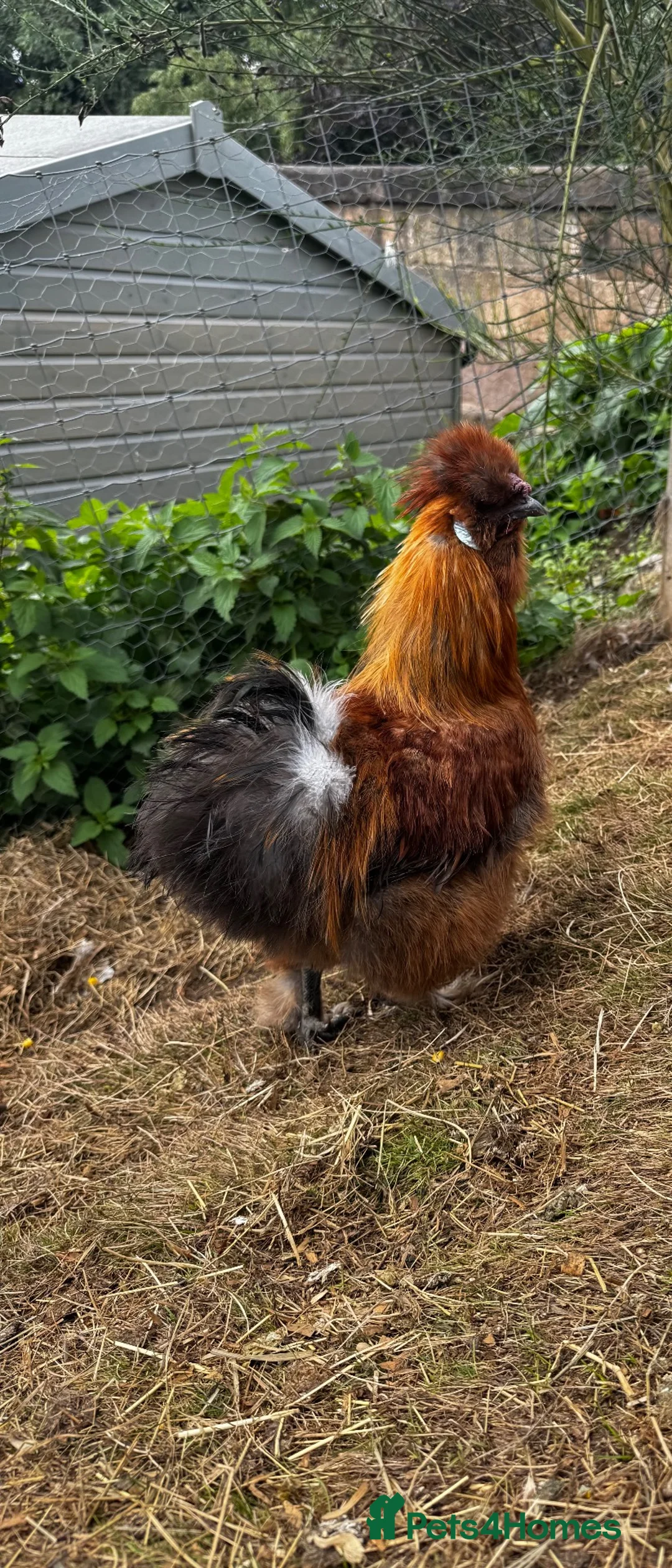 Chickens poultry for sale: silkie roosters - Advert 1