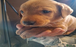 Labrador Retriever dogs for sale: Red 5th generation pedigree labrador  - Image 6