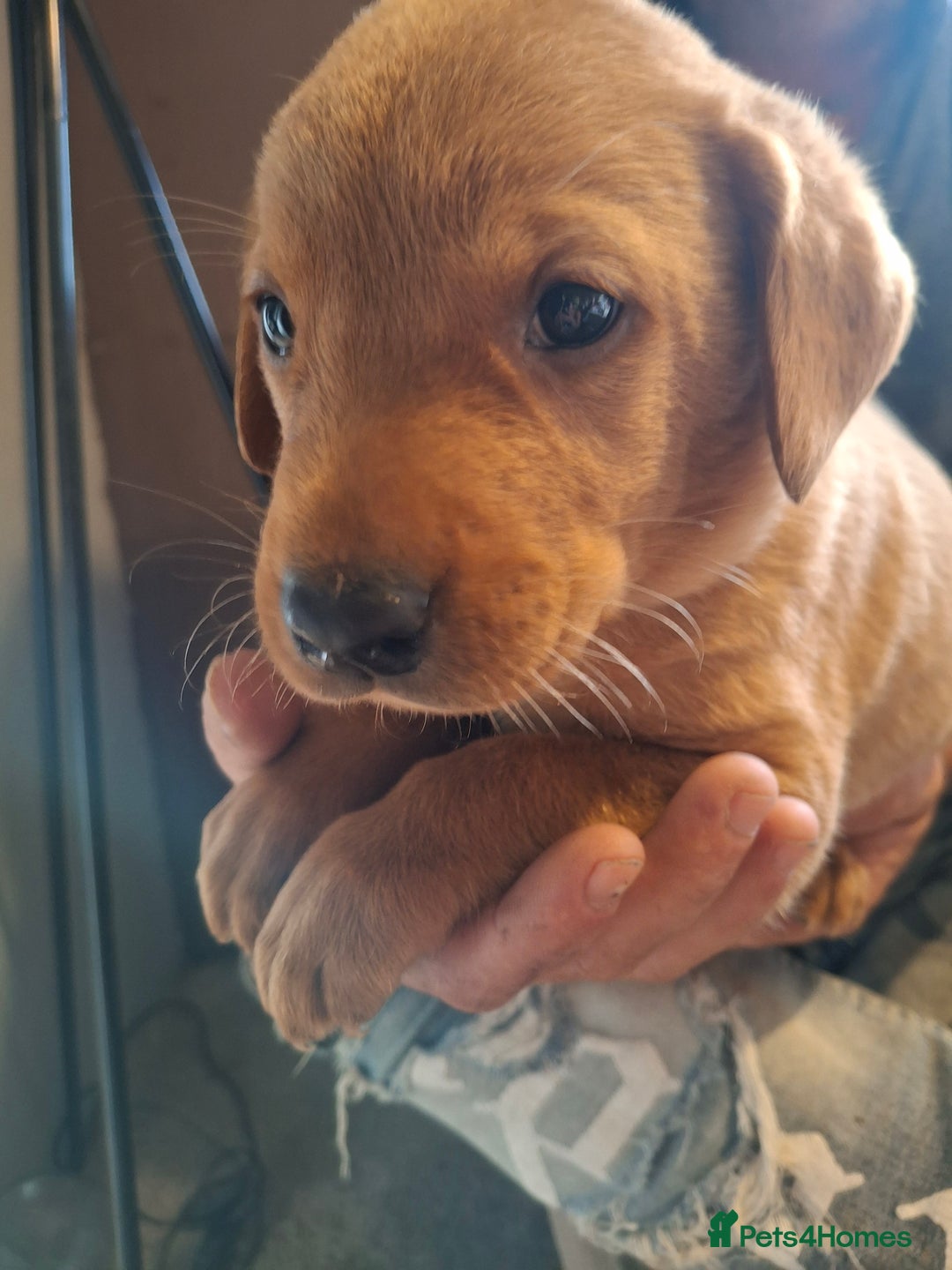 Labrador Retriever dogs for sale: Red 5th generation pedigree labrador  - Image 6