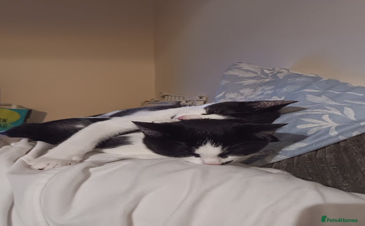 Mixed Breed cats - Advert 1