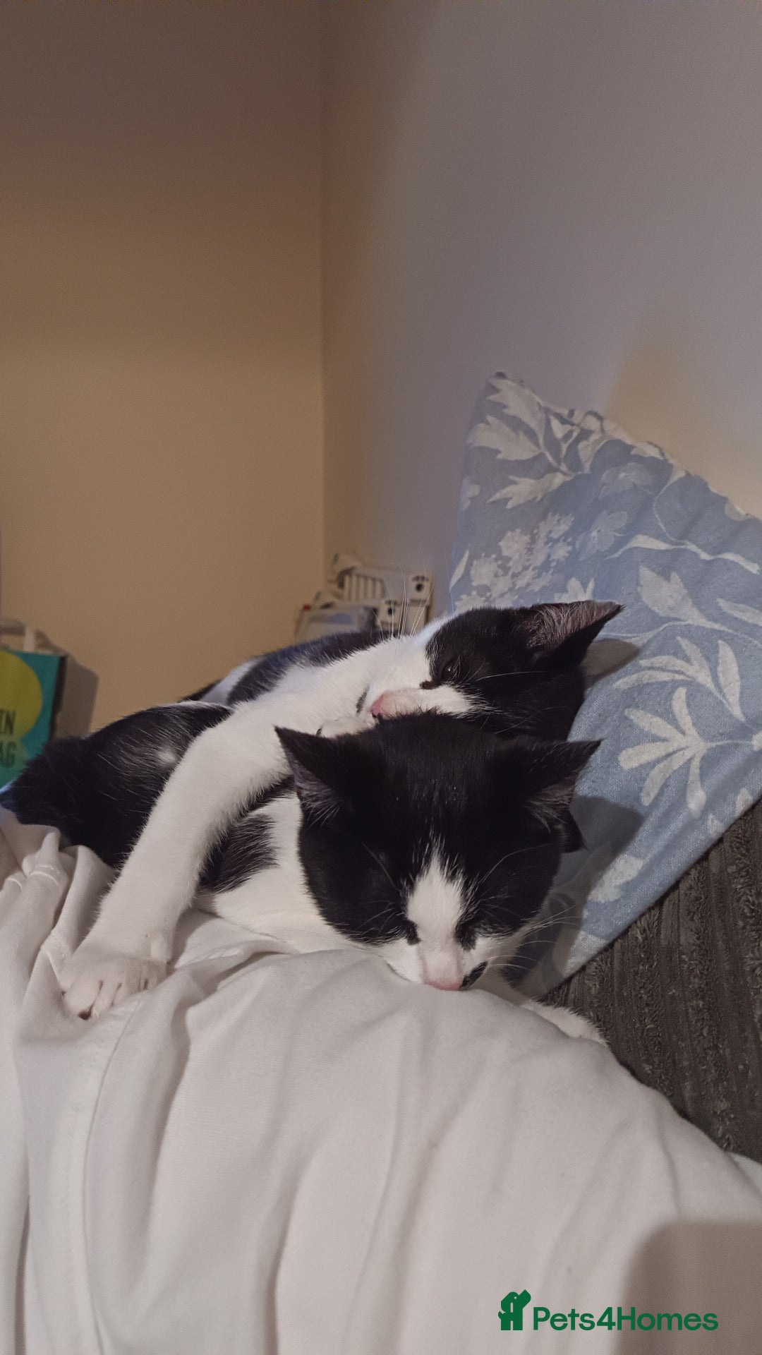 Mixed Breed cats for sale: Twins boys <3 - Image 1