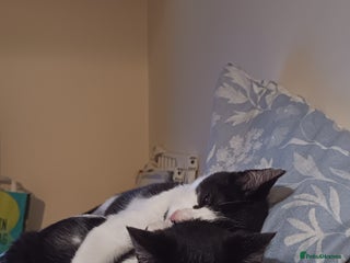 Mixed Breed cats - Advert 20