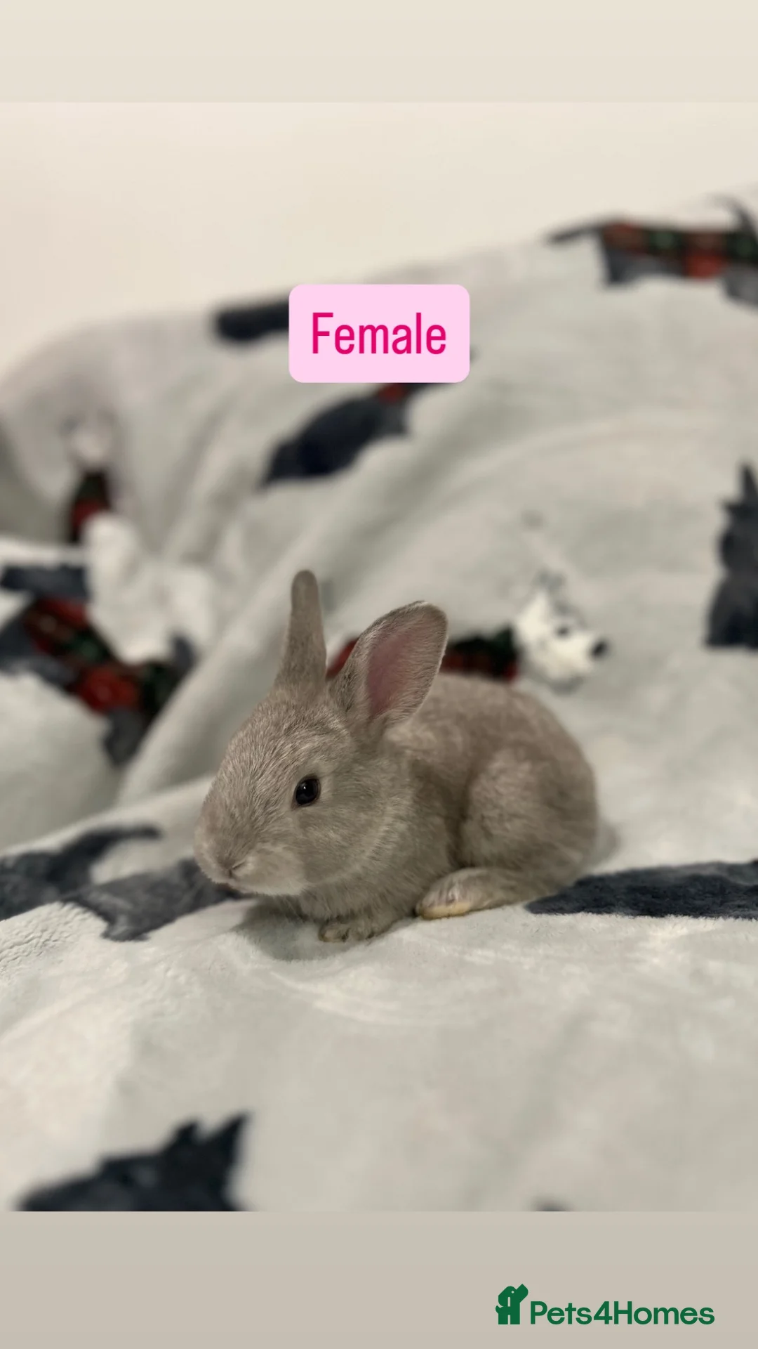 Continental Giant rabbits for sale: Continental Giant Baby Rabbits - Advert 2