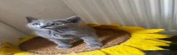 Russian Blue cats for sale: PURE PEDIGREE RUSSIAN BLUE KITTENS INSTAGRAM STARS - Advert 18