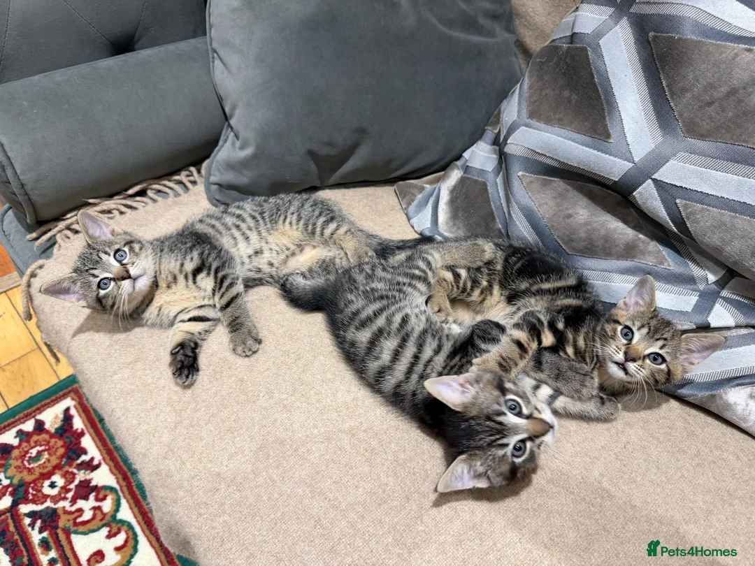 Mixed Breed cats for sale: Kittens - Advert 5