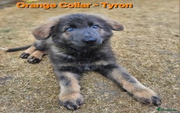 German Shepherd dogs for sale: 🔹️beautiful purebred straight back KC gsp's🔹️ - Image 5