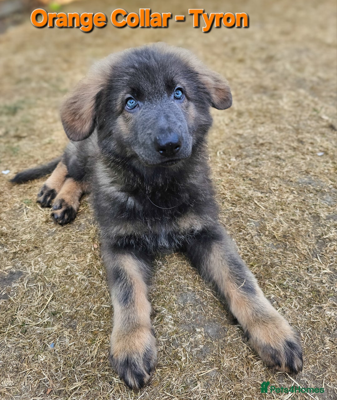 German Shepherd dogs for sale: 🔹️beautiful purebred straight back KC gsp's🔹️ - Image 5