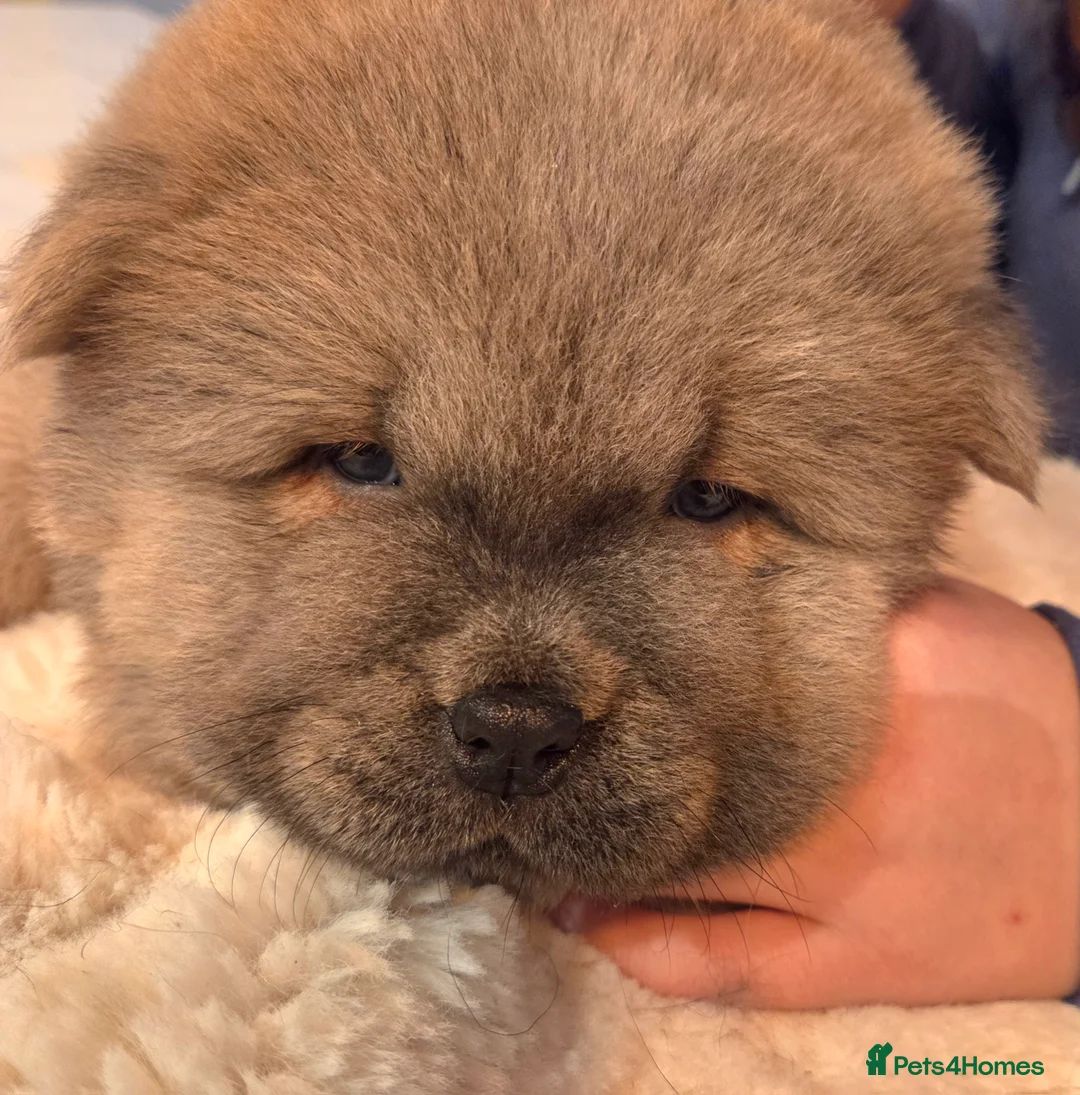 Chow Chow dogs for sale: Chow chow puppies  - Advert 9