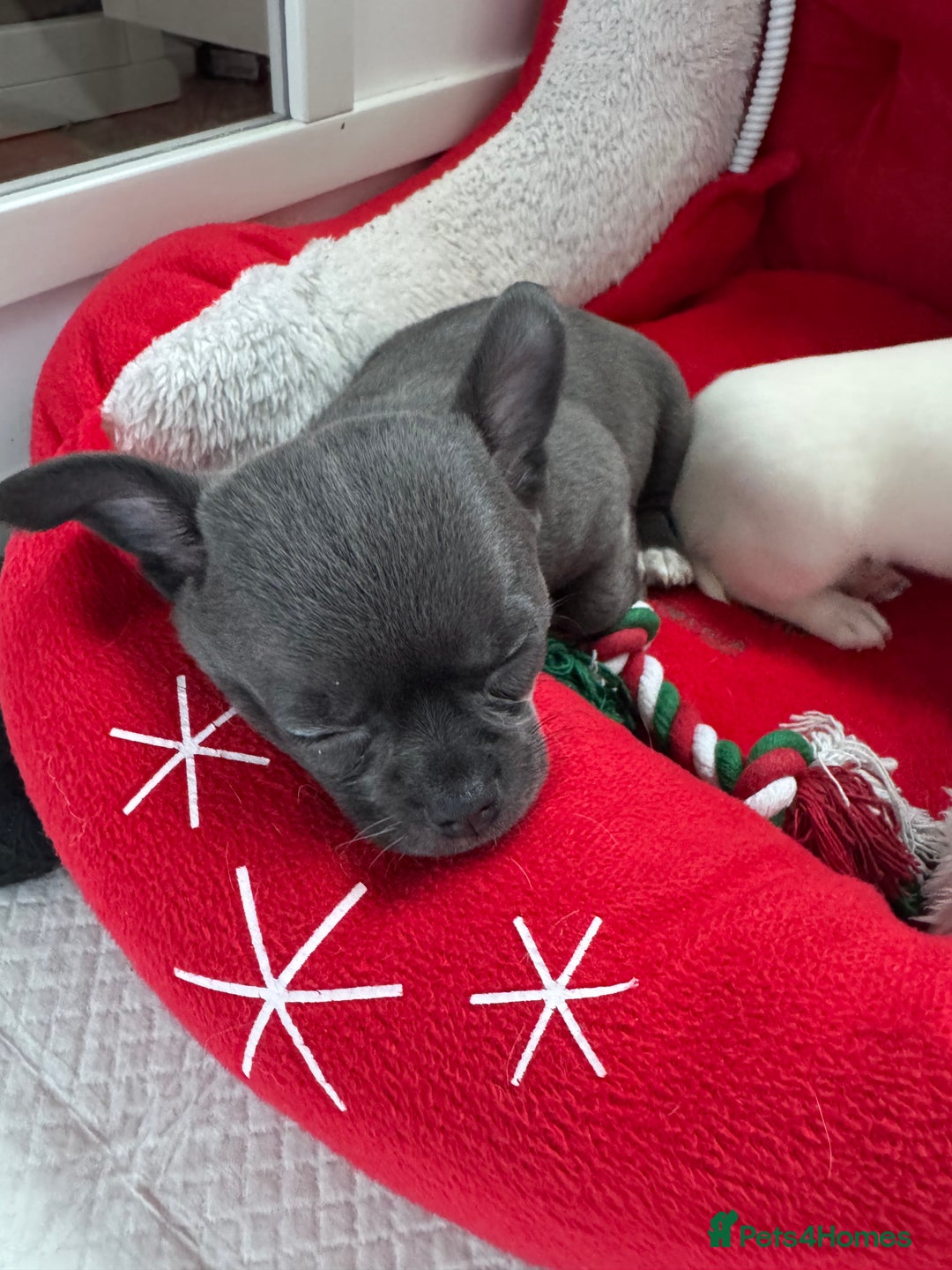 Chihuahua dogs for sale: Blue female chihuahua puppy - Advert 8
