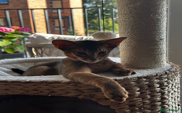 Abyssinian cats - Advert 2